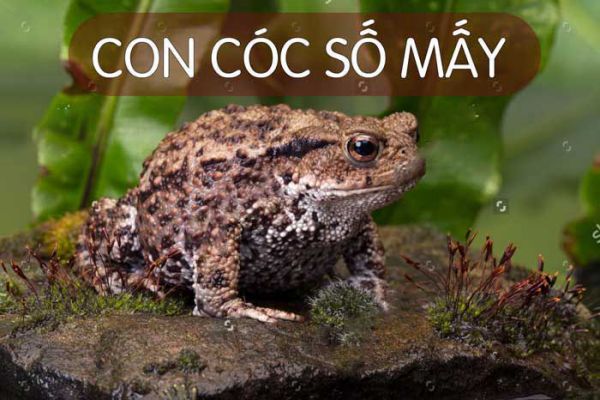 con-coc-so-may