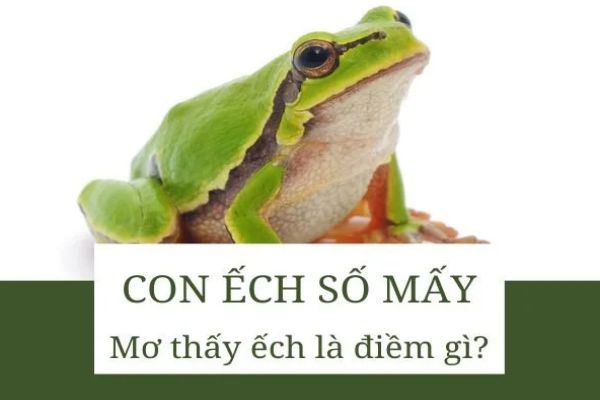 con-ech-so-may
